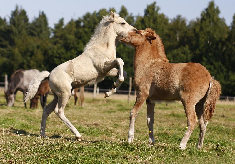 Gabriel und Myrdal 9.jpg